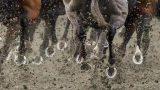 Horses hoofs
